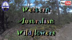 Wildflowers - P